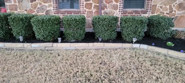 Trimmed boxwood shrubs along a stone landscape bed