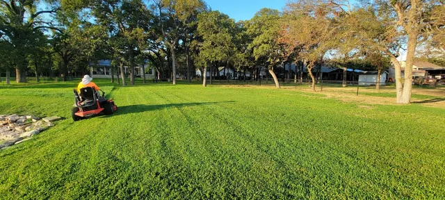Shaded backyard lawn mowed under mature oak trees